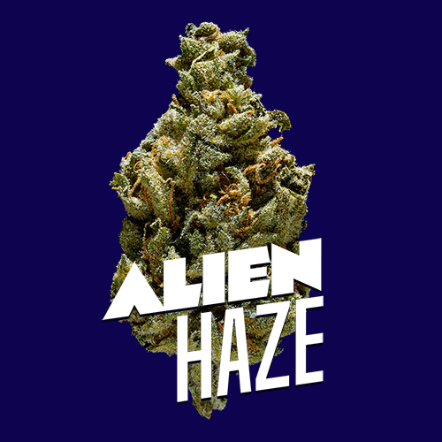 Alien Haze Premium Indoor Flower | 19% THC  3.5g