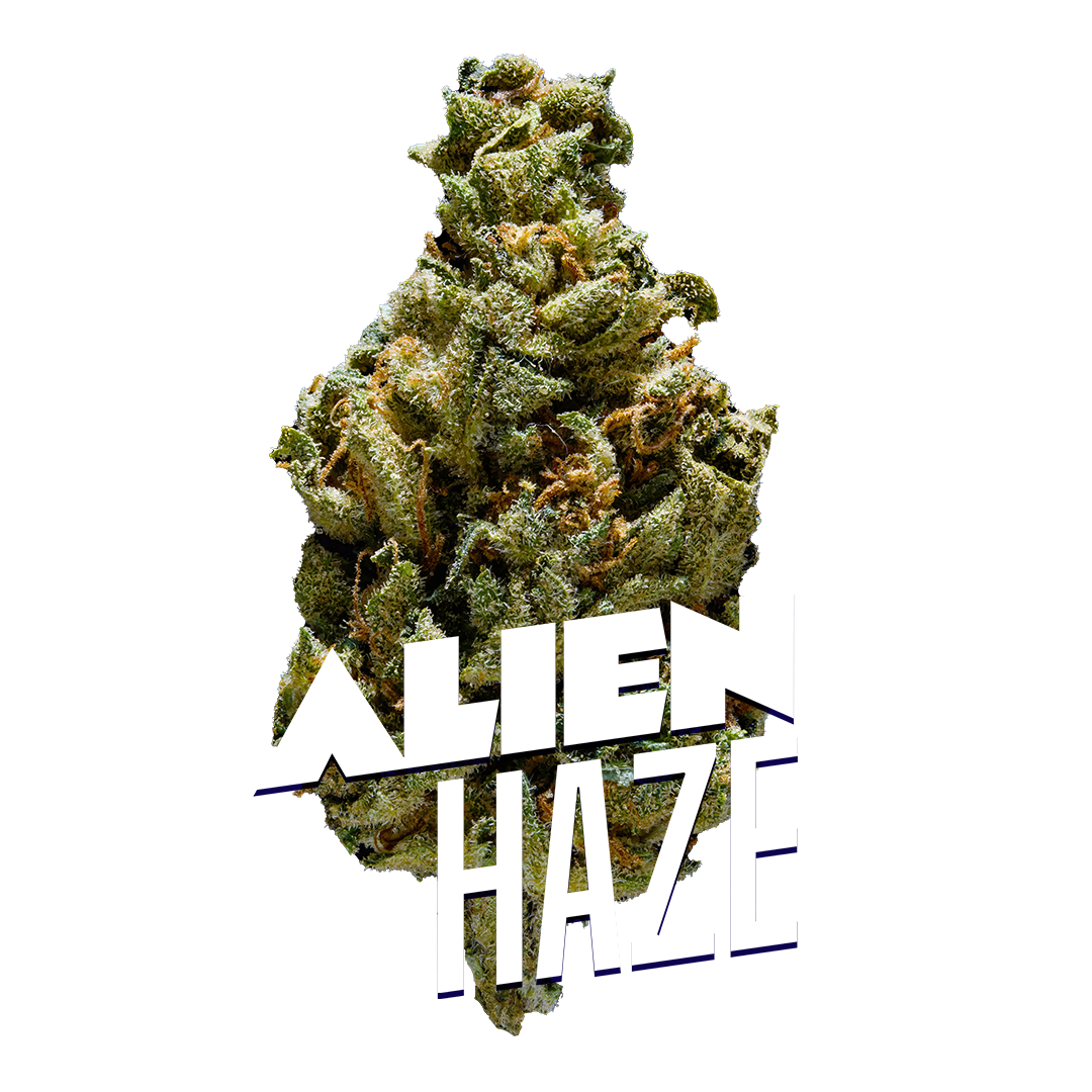 Alien Haze Premium Indoor Flower | 19% THC  3.5g