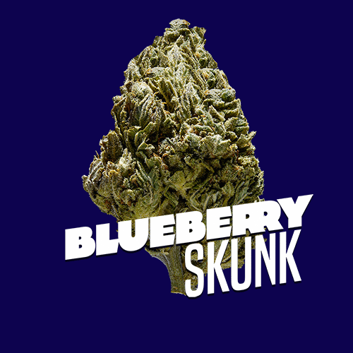 Blueberry Skunk Premium Indoor Flower | 22% THC  3.5g