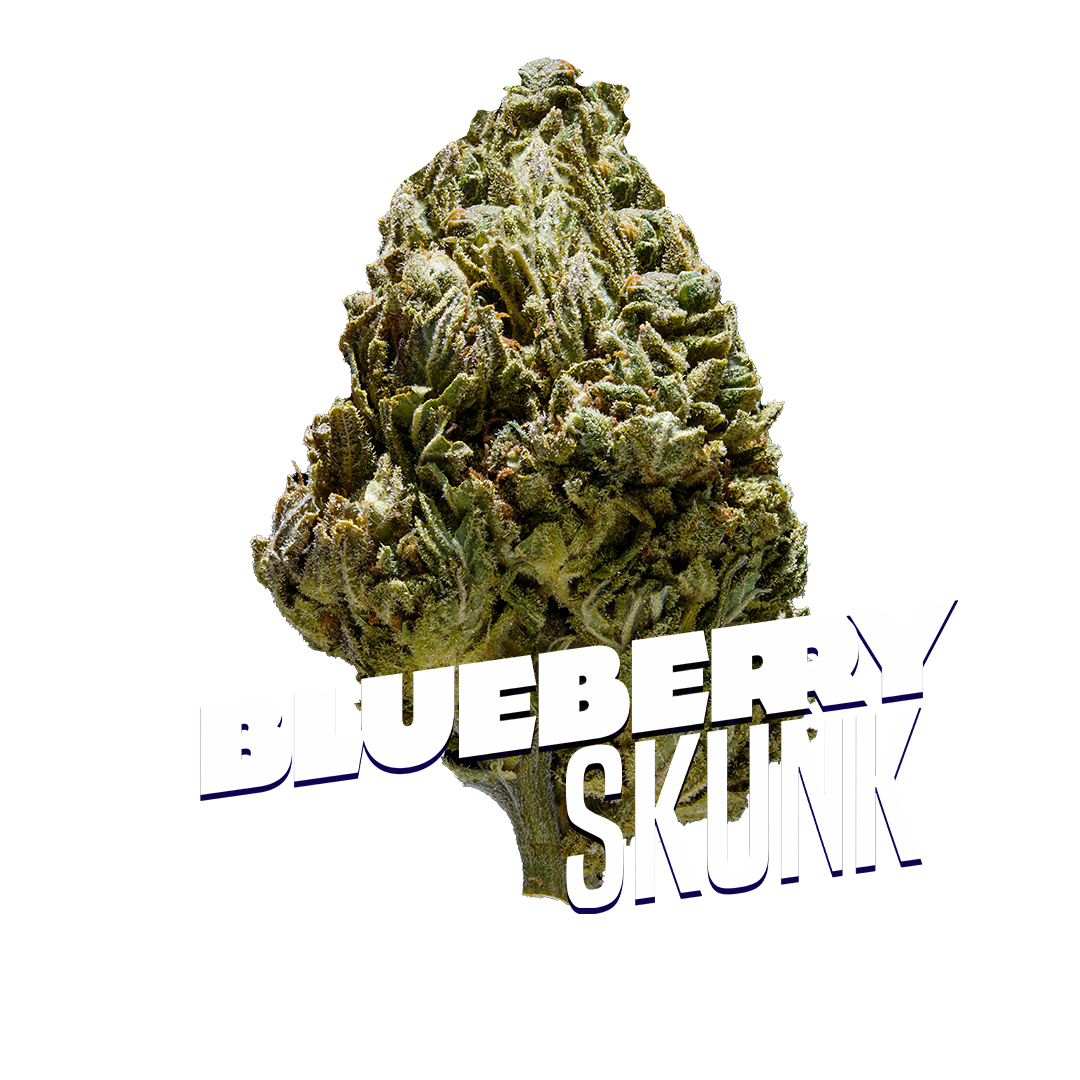 Blueberry Skunk Premium Indoor Flower | 22% THC  3.5g