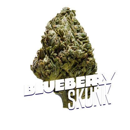 Blueberry Skunk Premium Indoor Flower | 22% THC  3.5g