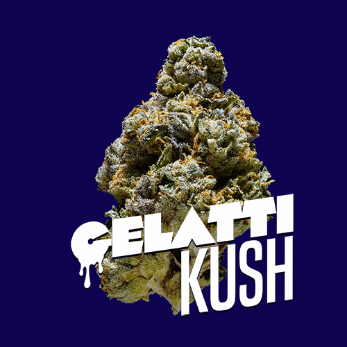 Gelatti Premium Indoor Flower | 23% THC 3.5g