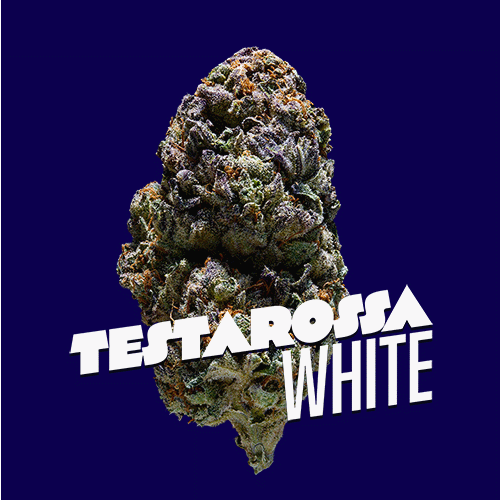 Testarossa White Premium Indoor Flower | 26% THC 3.5g