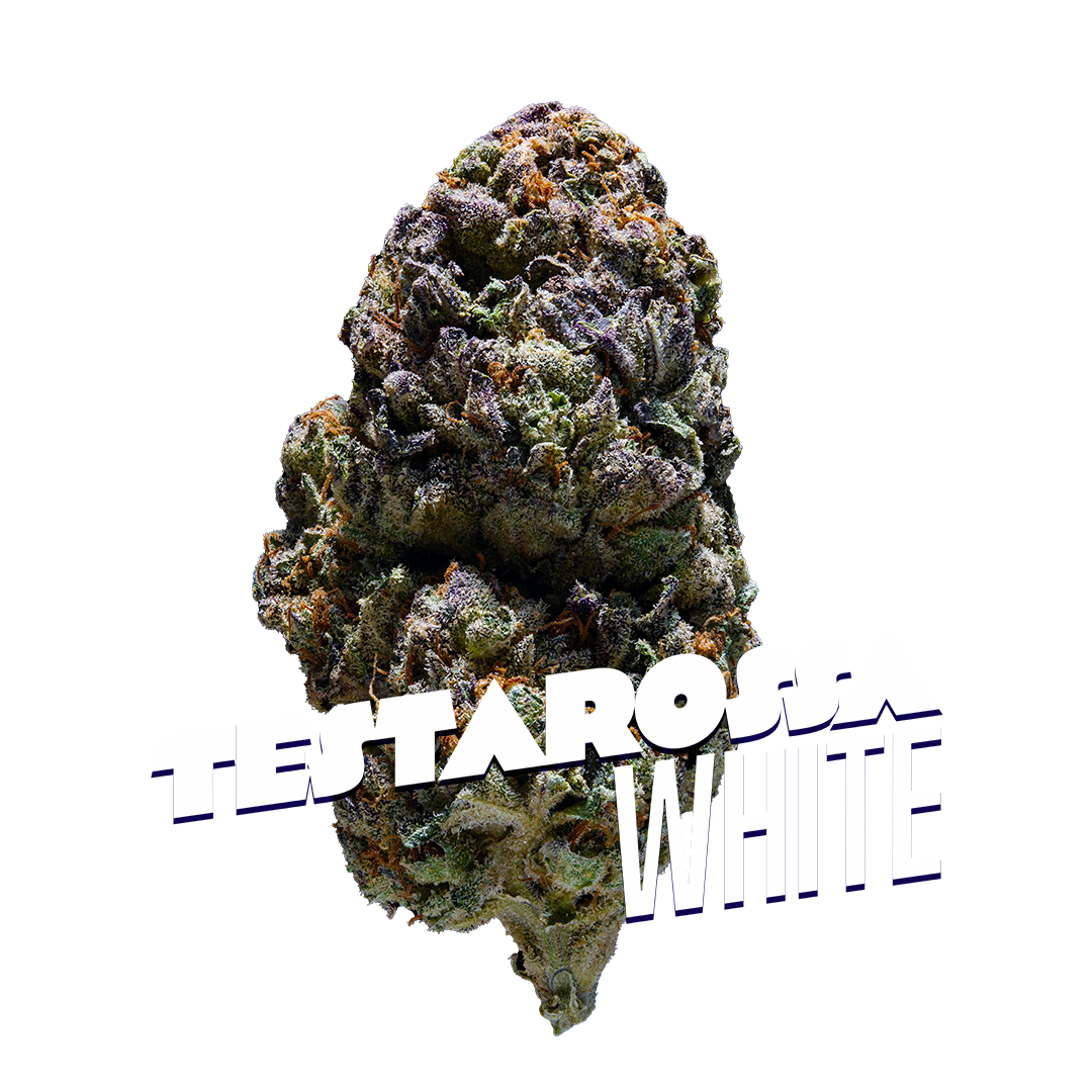 Testarossa White Premium Indoor Flower | 26% THC 3.5g